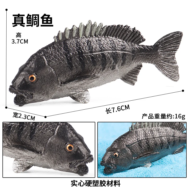 PL127-2768真鲷鱼